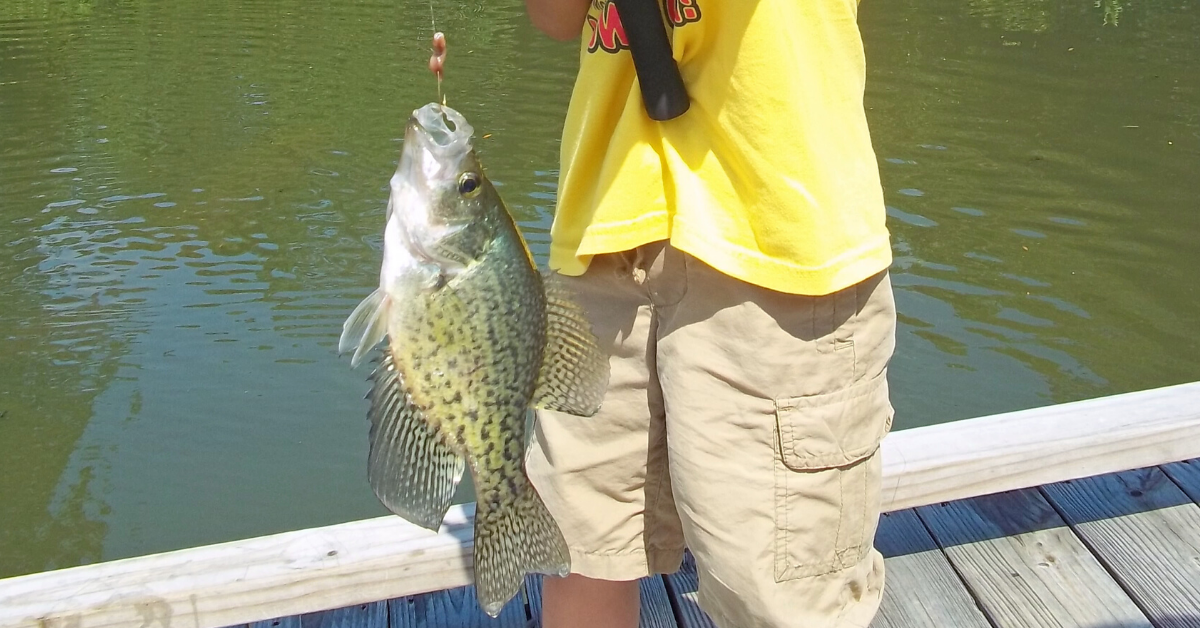 fishing planet where and when to catch white crappie in texas