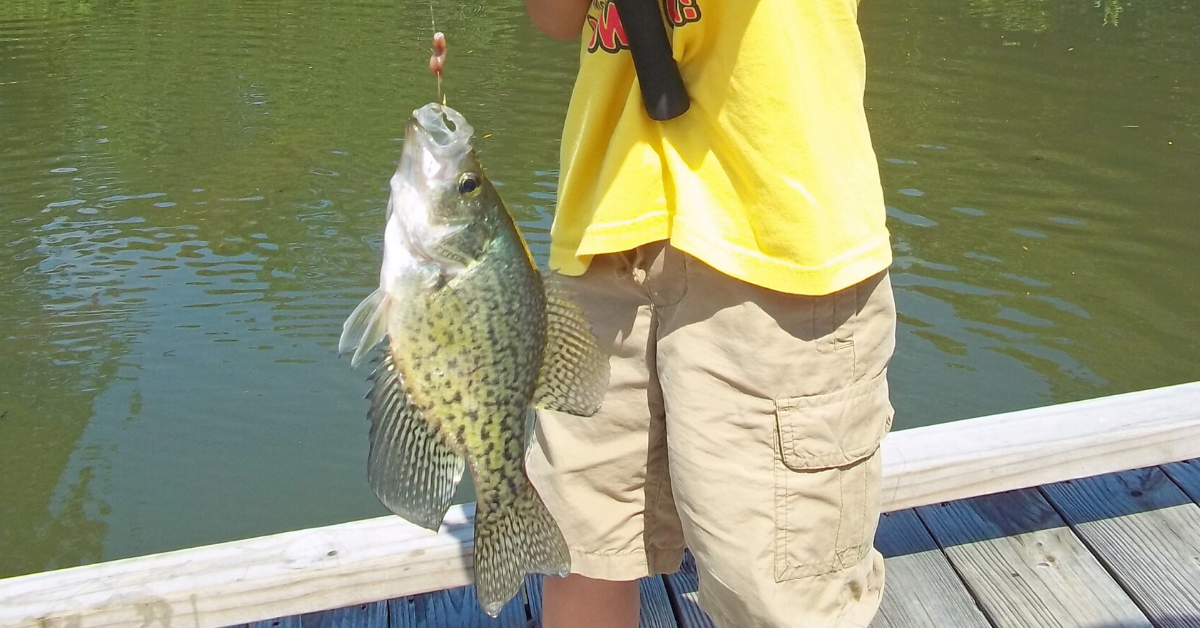 Best Fishing Lures to Catch Crappie - The Best Fishing Line